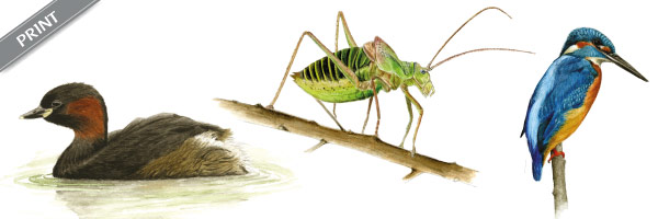 Illustrations naturalistes